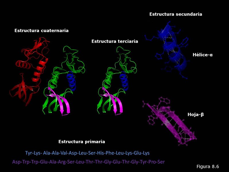 Proteínas: conformación tridimensional