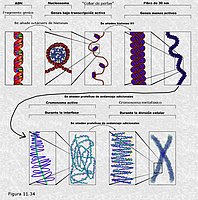 Estructura de la cromatina y los cromosomas