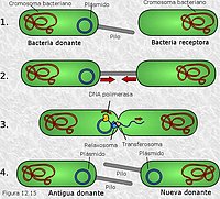 Conjugación bacteriana