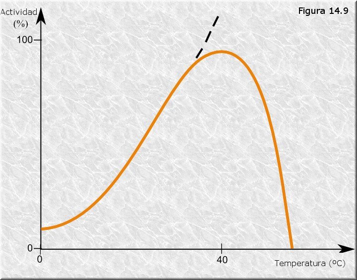 Efecto de la temperatura sobre la actividad enzimática