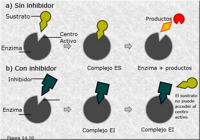 Inhibición enzimática competitiva