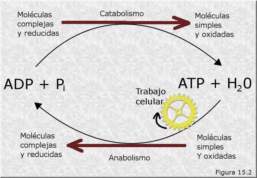 Ciclo del ATP