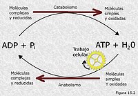 Ciclo del ATP