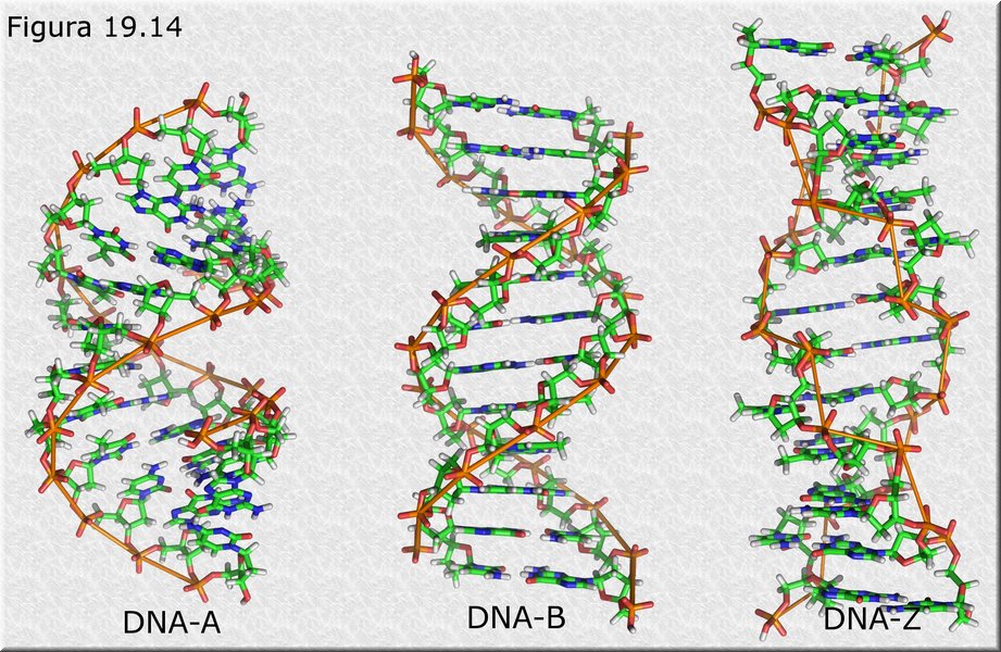 Estructuras alternativas del DNA