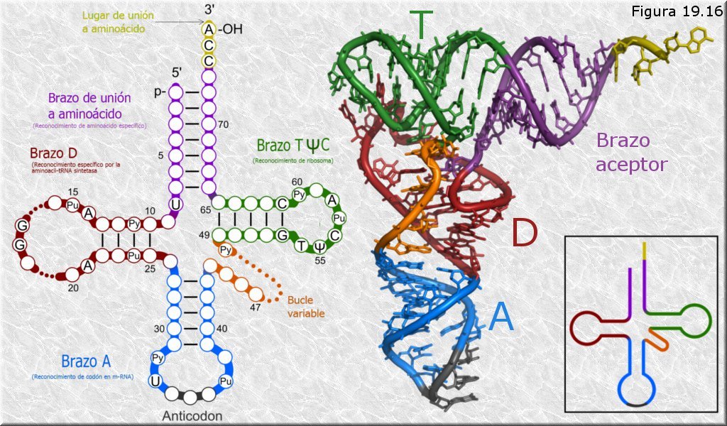 RNA de transferencia