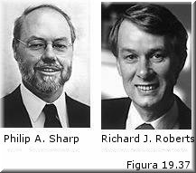 Philip A. Sharp y Richard J. Roberts
