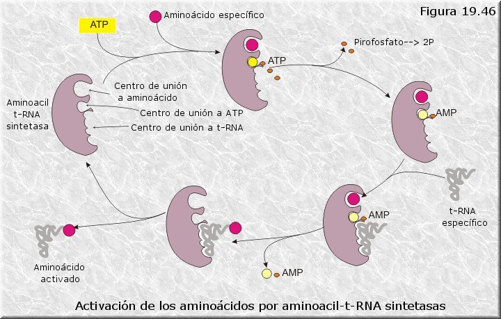 Aminoacil-t-RNA sintetasas