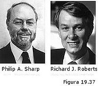 Philip A. Sharp y Richard J. Roberts