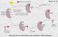 Aminoacil-t-RNA sintetasas