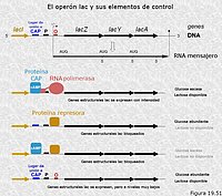 Regulación de la expresión génica. Sistemas con control positivo