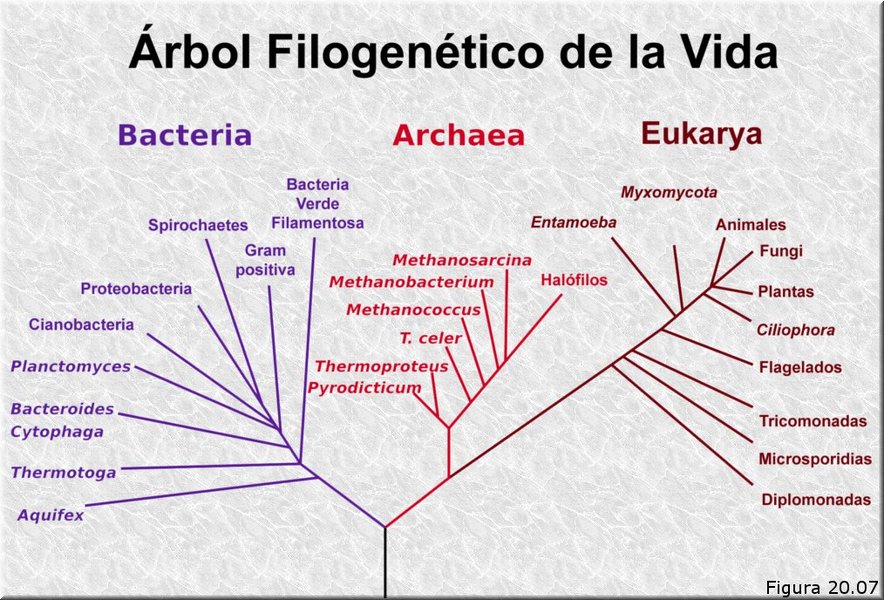 Árbol filogenético de la vida