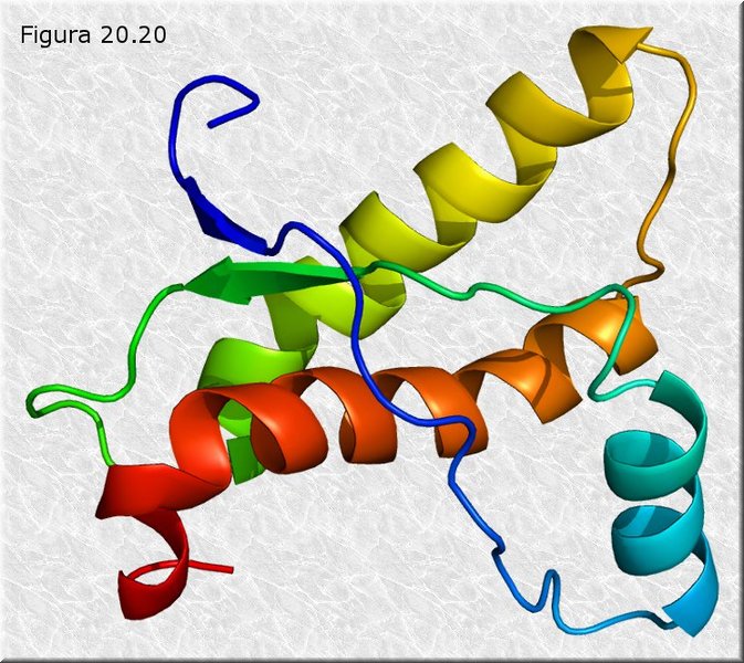 Proteína del prion (PrPc)