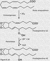 Icosanoides