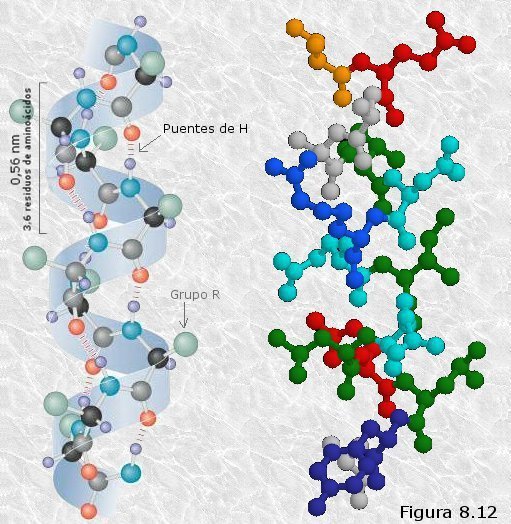 La hélice-α de las proteínas