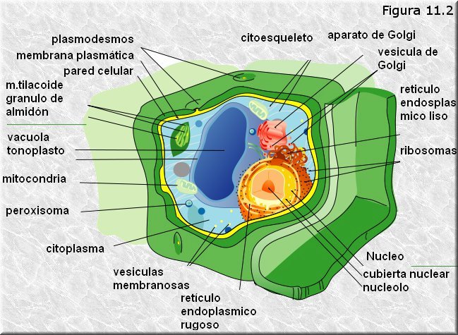 Célula eucariota vegetal