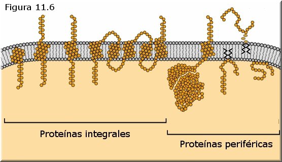 Proteínas integrales y periféricas