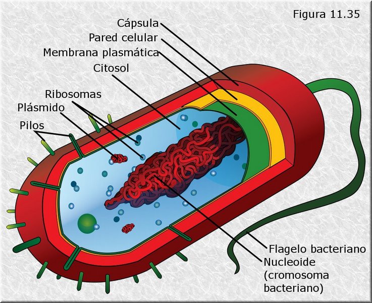 Célula procariota