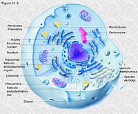 Célula eucariota animal