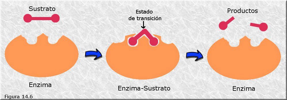 Efecto de distorsión del sustrato por el enzima