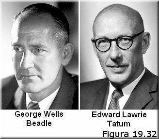 George W. Beadle y Edward L. Tatum