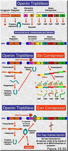Regulación de la expresión génica. El operón Trp