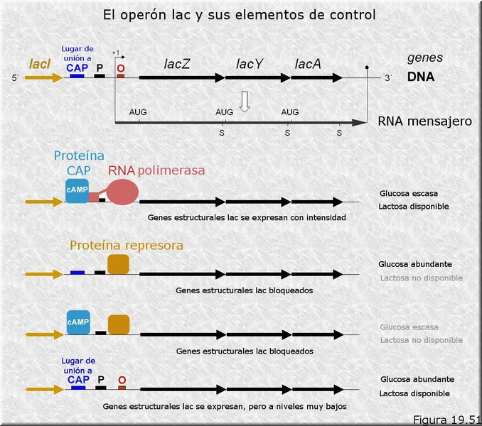 Regulación de la expresión génica. Sistemas con control positivo