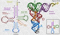 RNA de transferencia