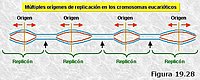 Orígenes múltiples de replicación en eucariotas