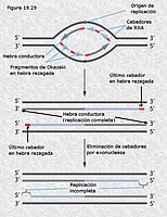 Replicación imperfecta en los telómeros de los cromosomas eucariotas